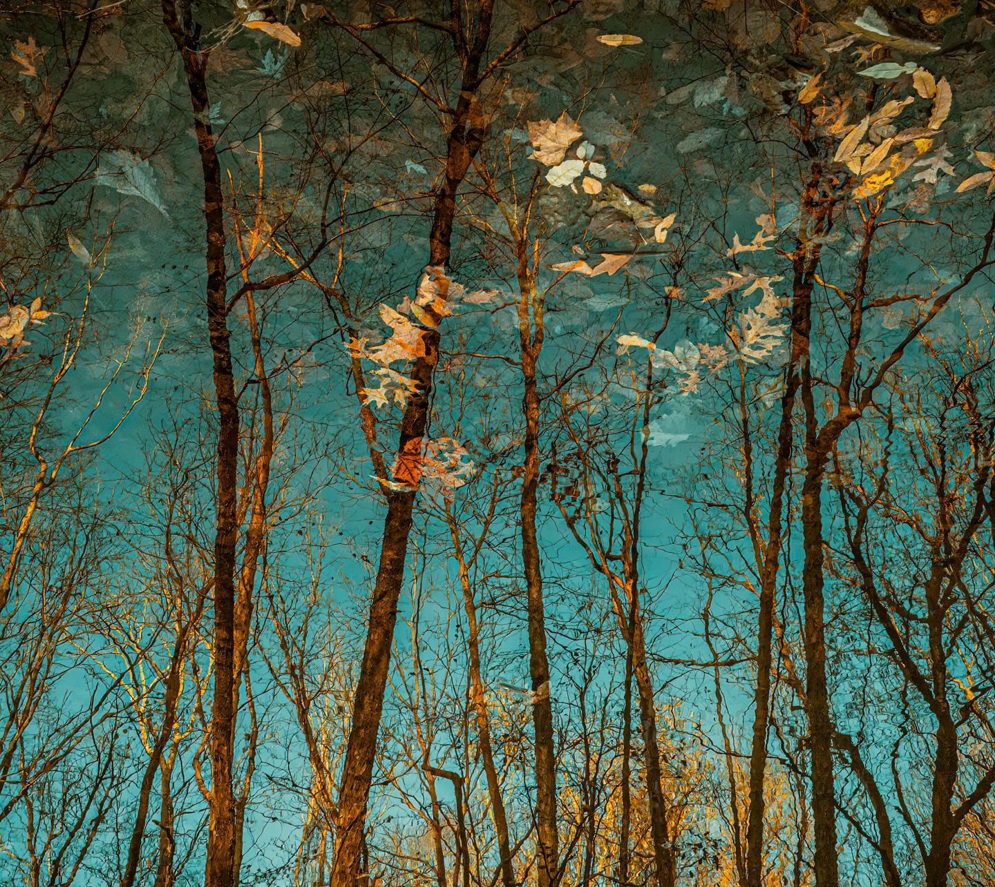 1st Place: Swan Creek - Philip Flowers