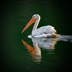 14a-Pelican-Philip-Flowers-