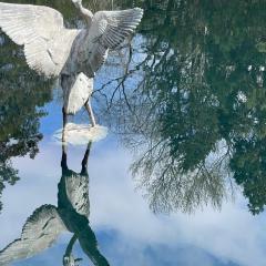 3c-Frank-Flemings-Birds-Lynda-Iamitie---Copy