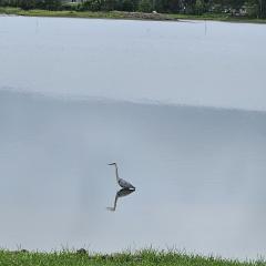 4b-Blue-Heron-Reflecting-on-Life-Sam-Campbell---Copy