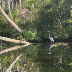 6a-Nancy-Gustafson-Bulow-Creek-Heron-Standing-
