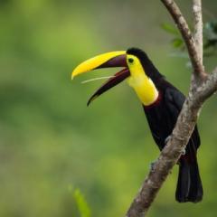 chestnut-mandibled-toucan