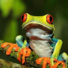 frog