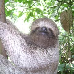 sloth
