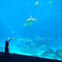 10a-Kathy-Riggs-Altanta-Aquarium