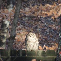 14a-Gregory-Bazile-Owl-in-my-Backyard