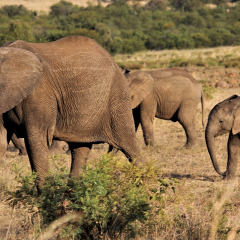 Elephant-herd-48893661280