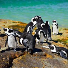 boulders-beach-3272643