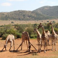 giraffe-2444156