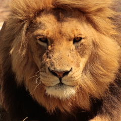 lion-1669839960720