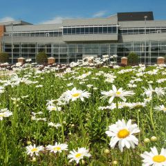 ssb-with-daisies