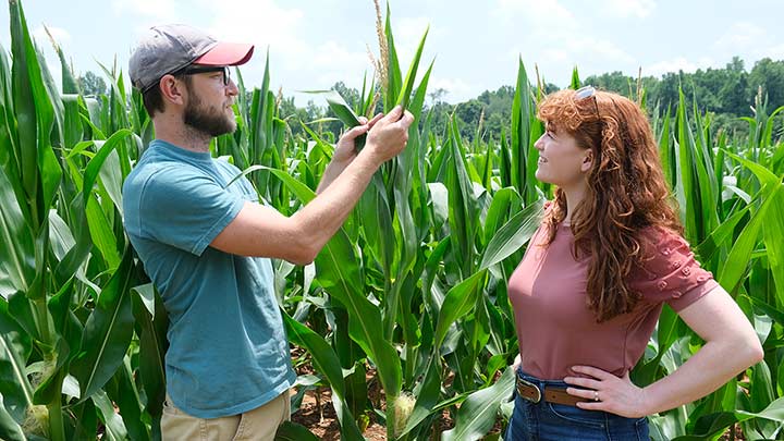 two people inspecting a row of corn