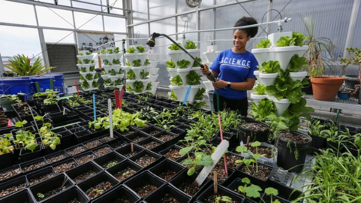 A UAH College of Science student waters plants in the Science and Technology Greenhouse.