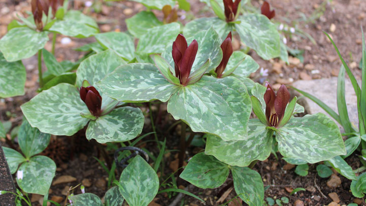 Trillium cuneatum at the Huntsville Botanical Garden