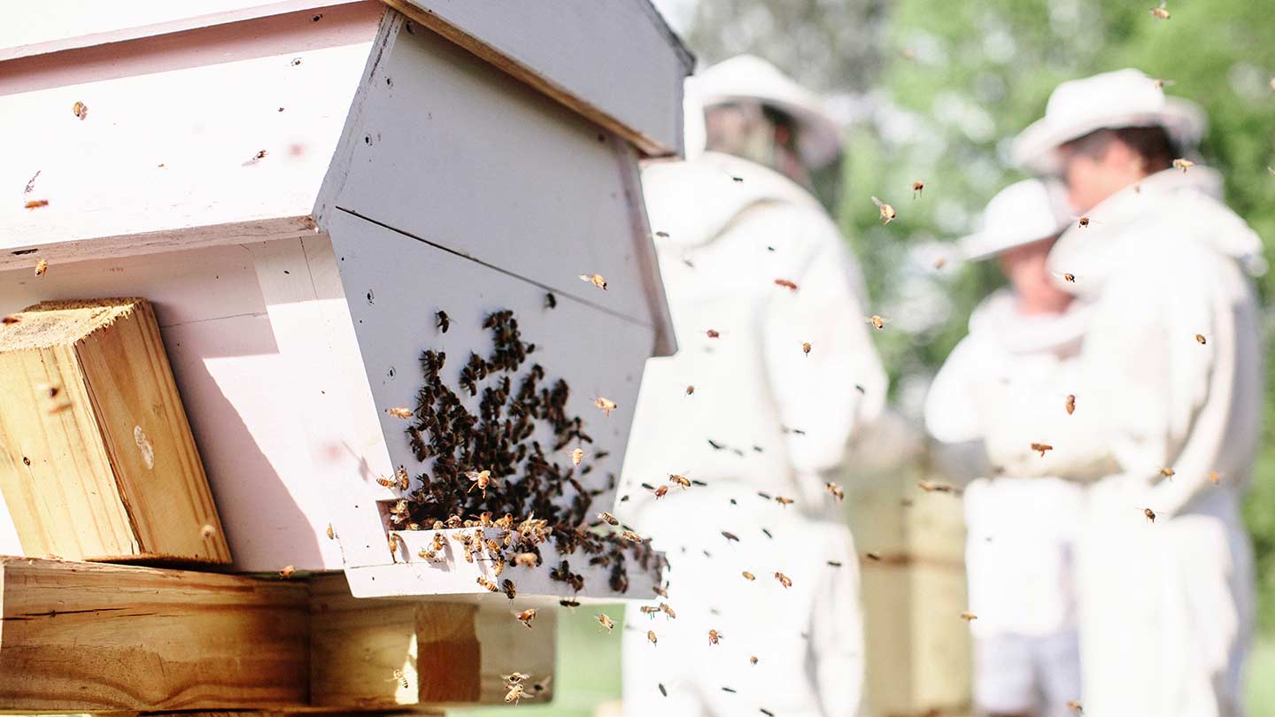 Bee keepers in safety clothes standing around a bee hive