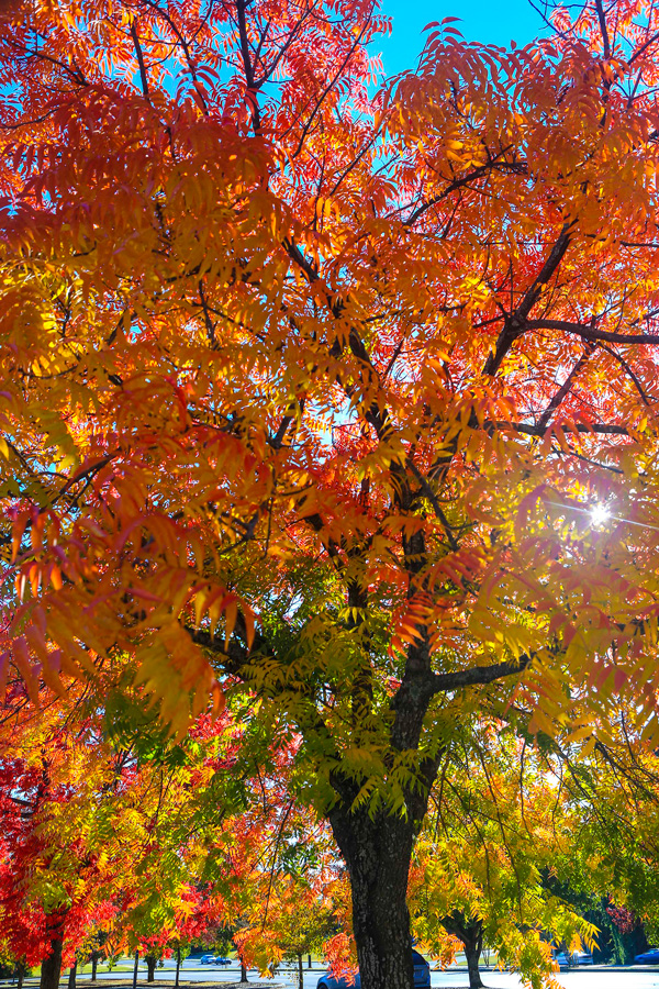 Fall Color_1