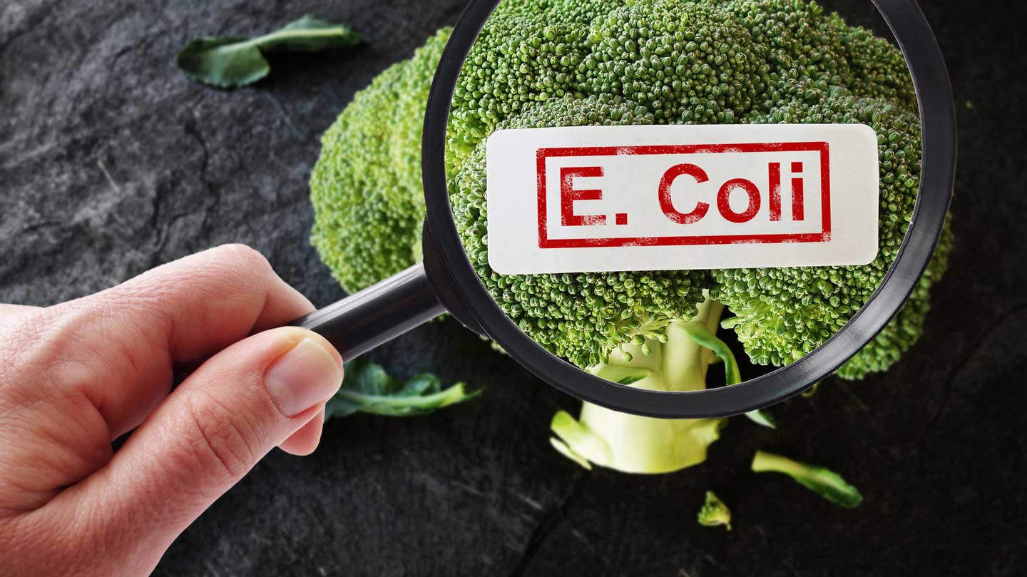 E. Coli illustration