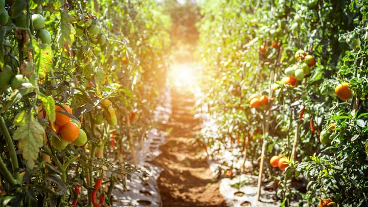 Tomato plant field.