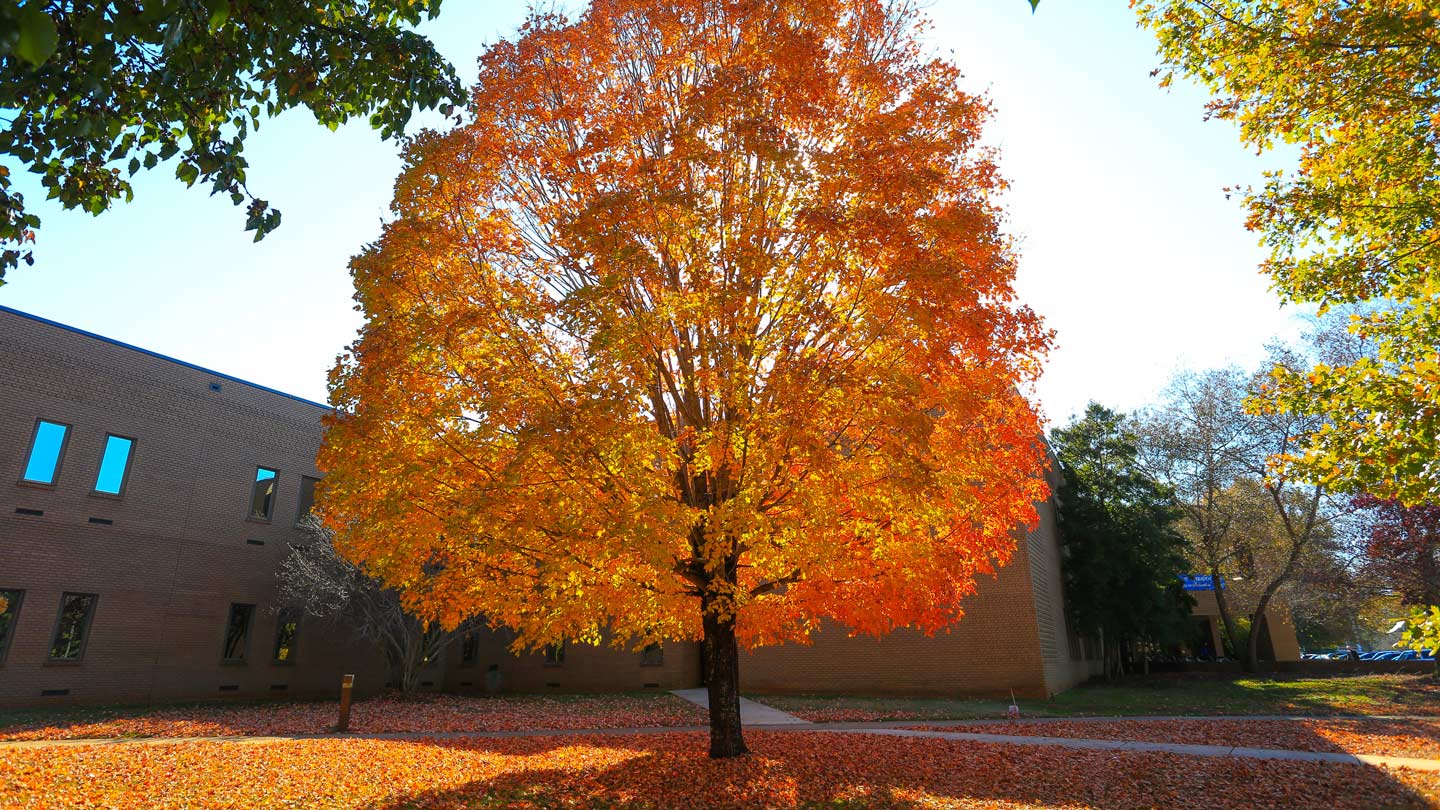 Beautiful tree on UAH campus