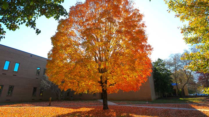 campus tree