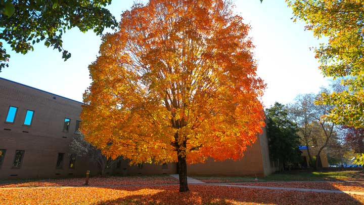 campus tree