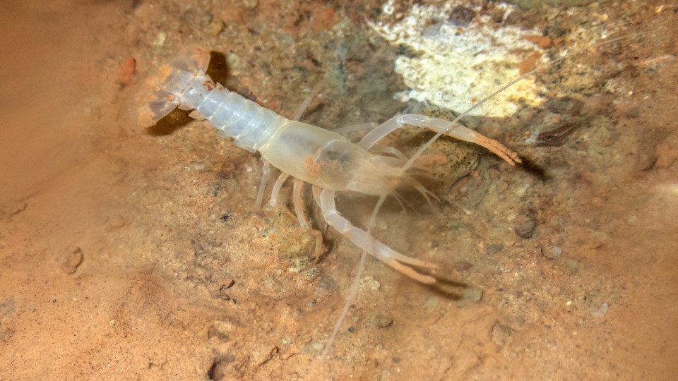 close up image of the crayfish