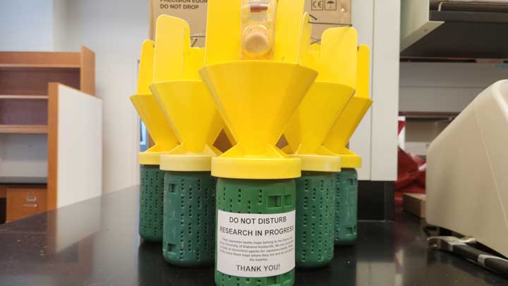 Japanese beetle traps.