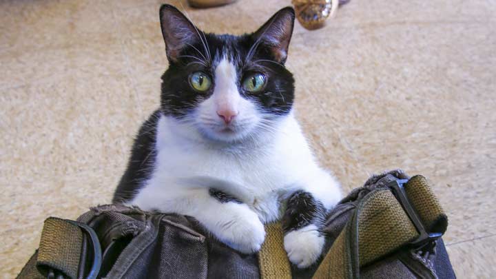 Cat in bag.