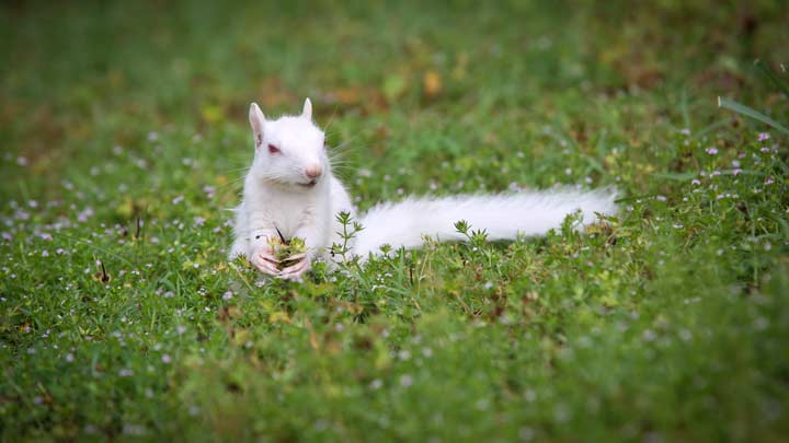 Albino squirrels at UAH