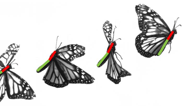 buttlerflies