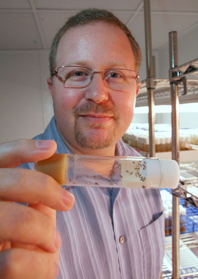 Dr. Luciano Matzkin studies generations of fruit flies to find out the effects of the larval diet that maternal flies consume on the next generation's vitality.