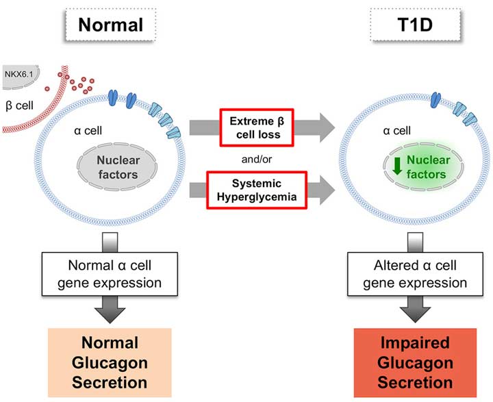 normal glucagon secretion compared with impaired glucagon secretion