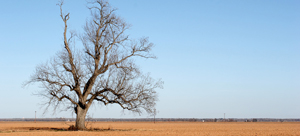 dryfield