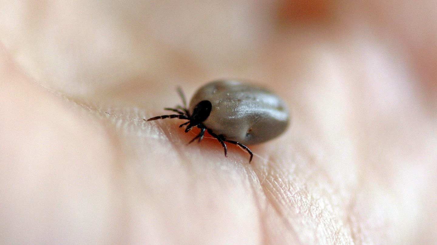 Ticks