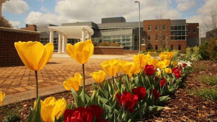 daffodils blooming along uah sparkman drive entrance