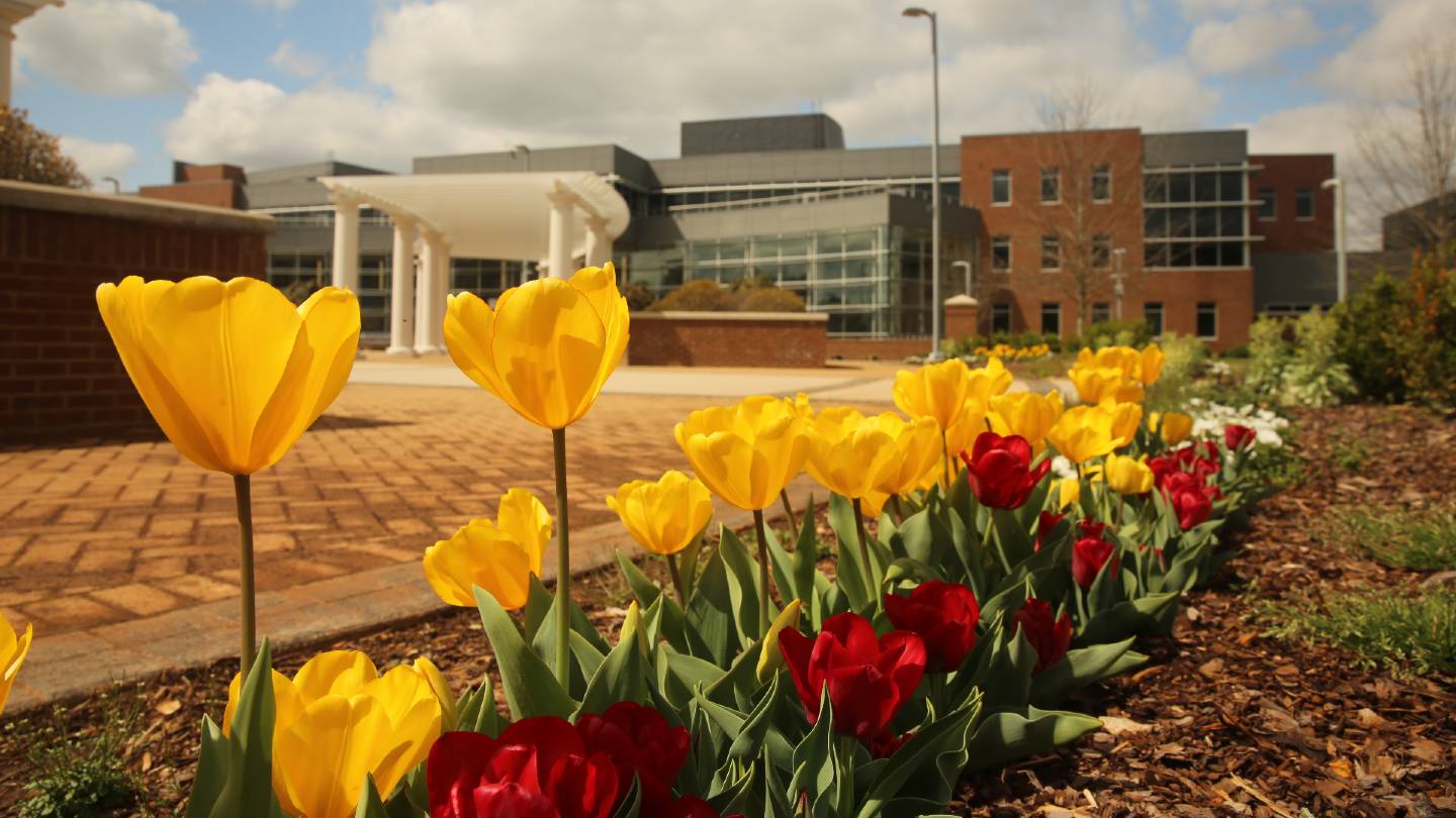 daffodils blooming along uah sparkman drive entrance