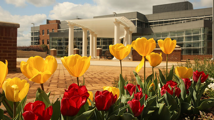 red and yellow tulips in bloom on the uah campus