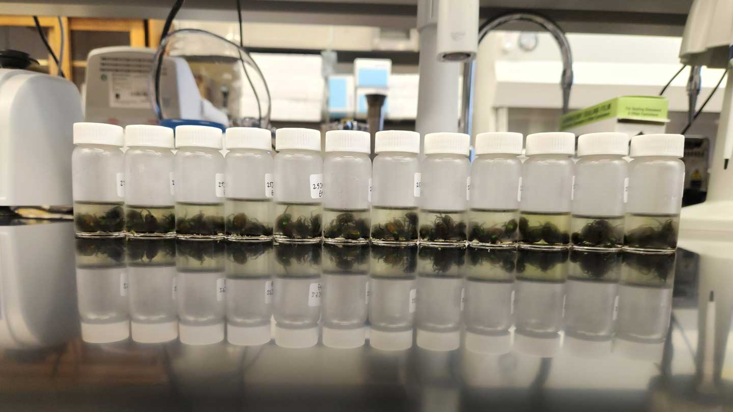 A row of clear bottles filled with liquid containing small specimens, reflecting on a dark laboratory surface..