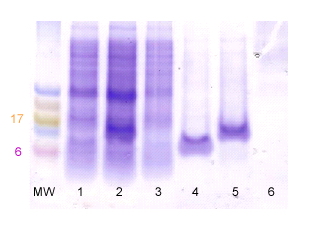 BcSnod Expression