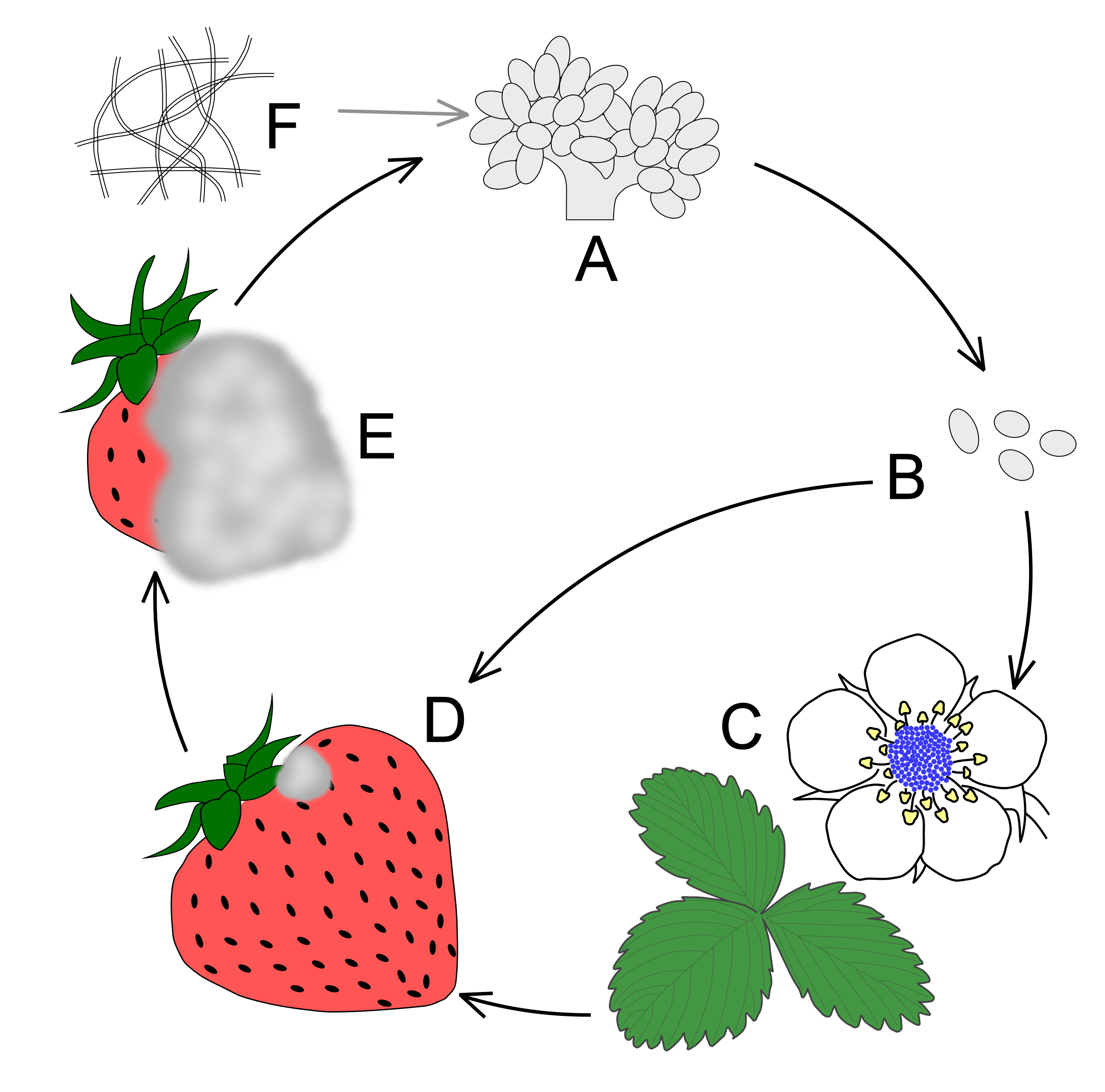 Bcinerea LifeCycle