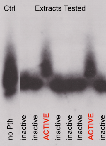 Inhibitor Screening