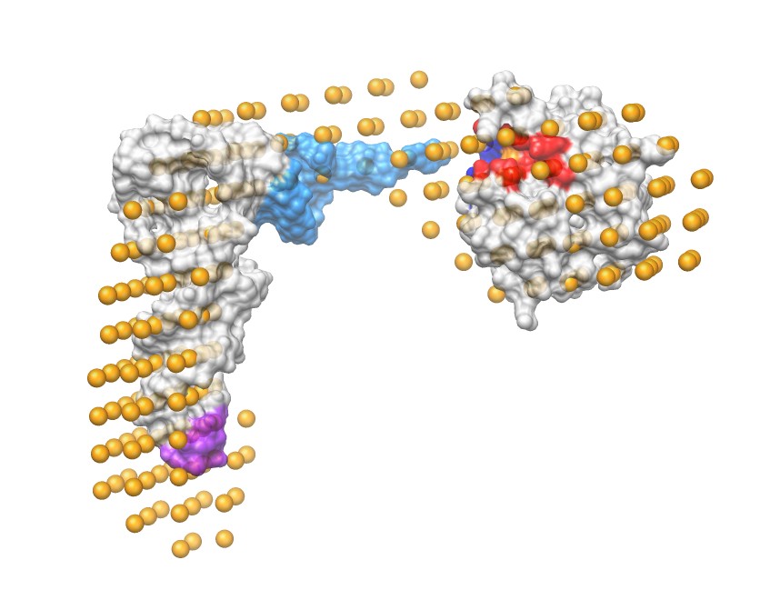 Pth peptRNA HIFRdata 011812