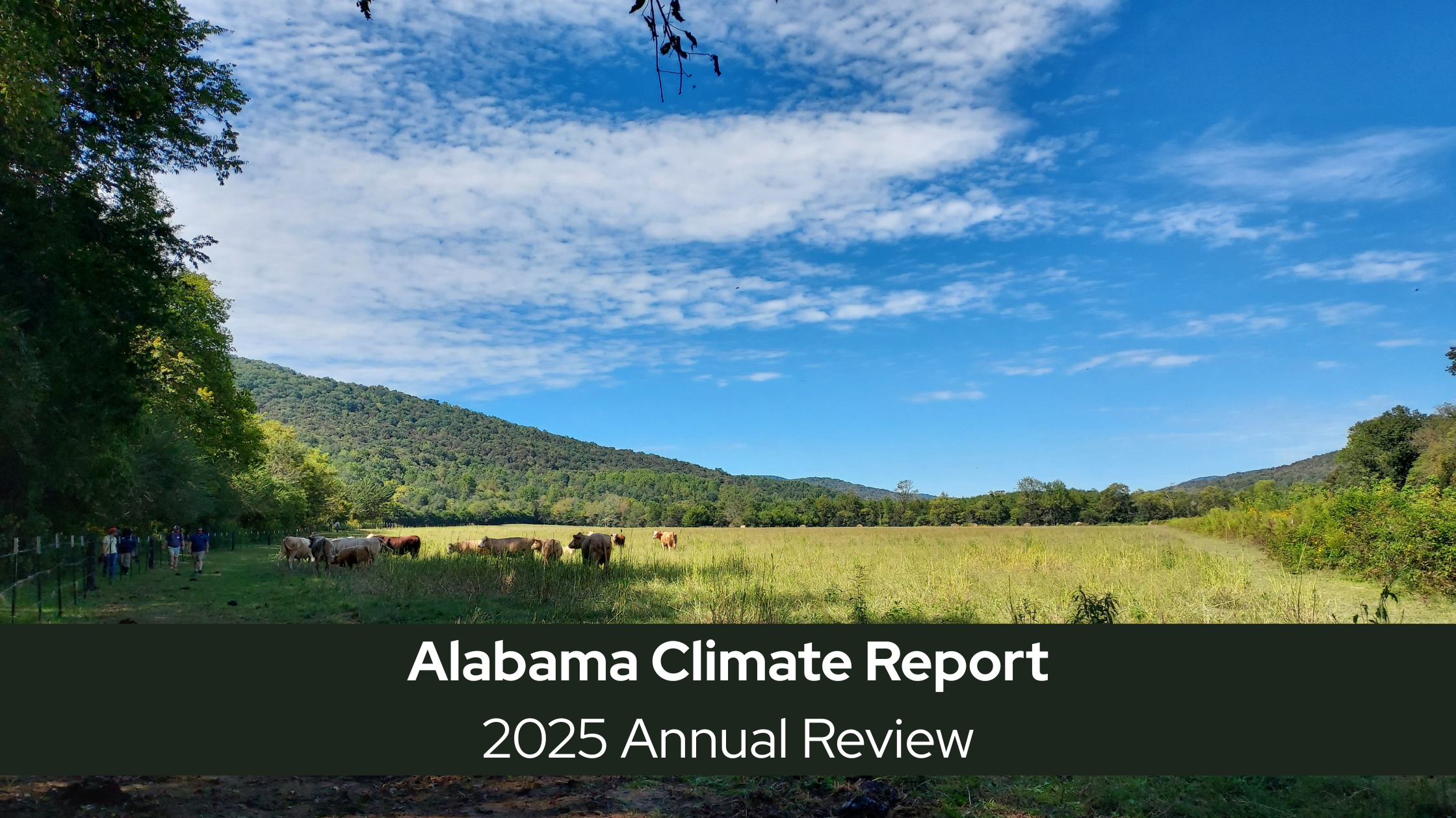 Wide pasture with grazing cattle, tree-covered hills in the background, and a few people walking along a fence under a blue sky with scattered clouds.