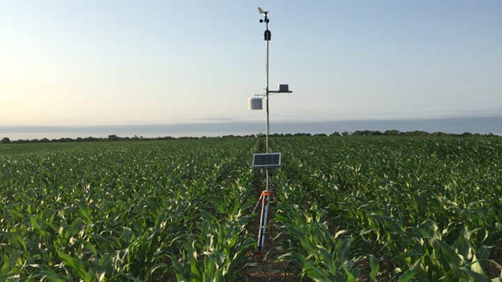 corn field