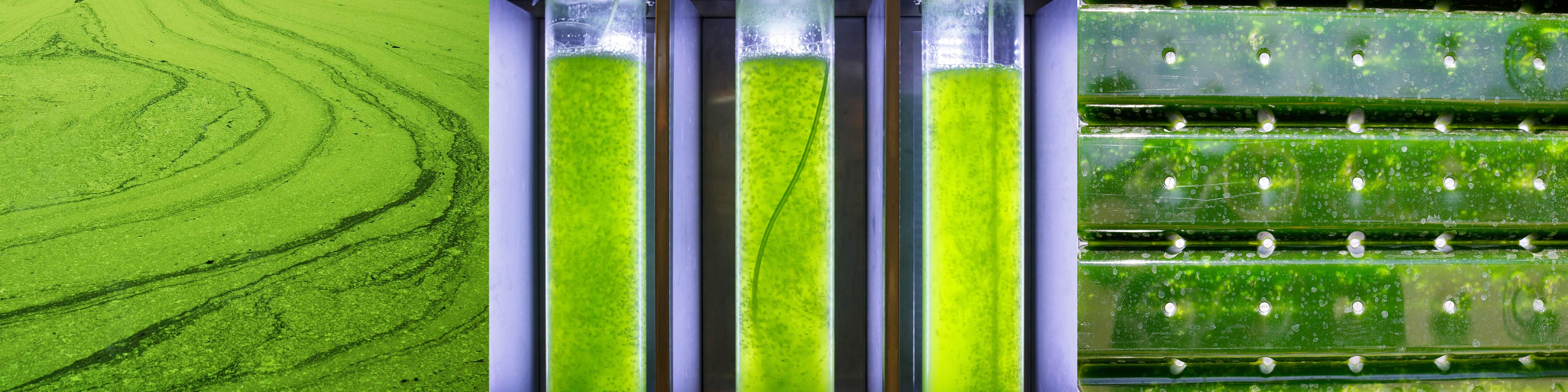 UAH-P-14016-Lipid Extraction from Algae without Dewatering