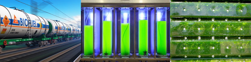 Chemically Assisted Rapid Algae Harvesting